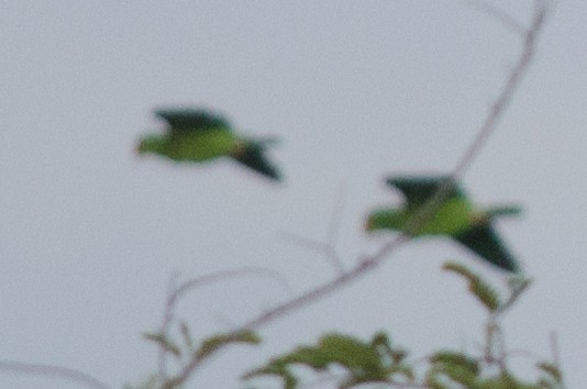 White-fronted Parrot - ML557055911