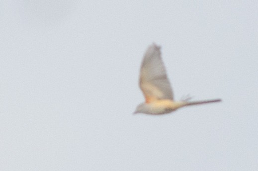 Scissor-tailed Flycatcher - Else Mikkelsen