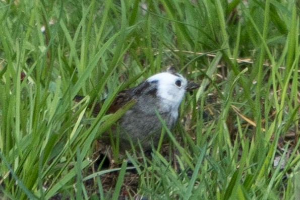 Swamp Sparrow - ML557060611