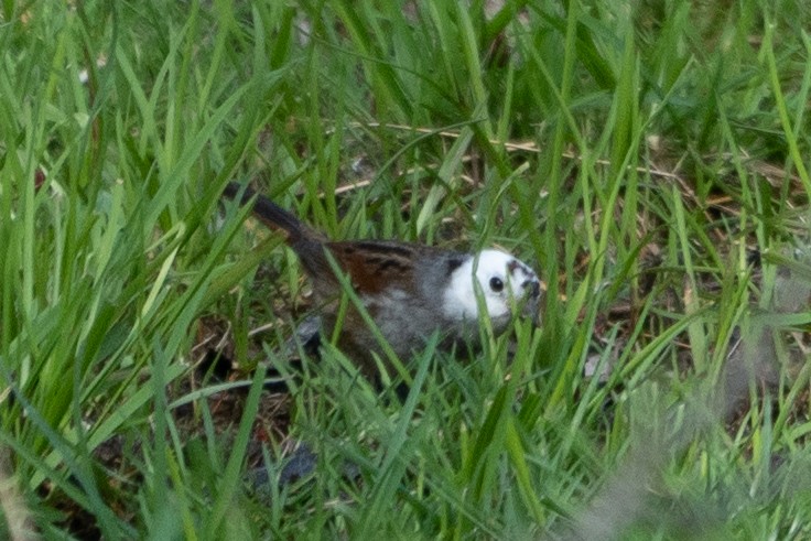 Swamp Sparrow - ML557060631