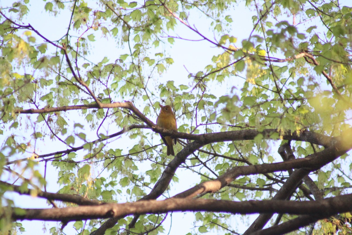 Summer Tanager - Troy Shively