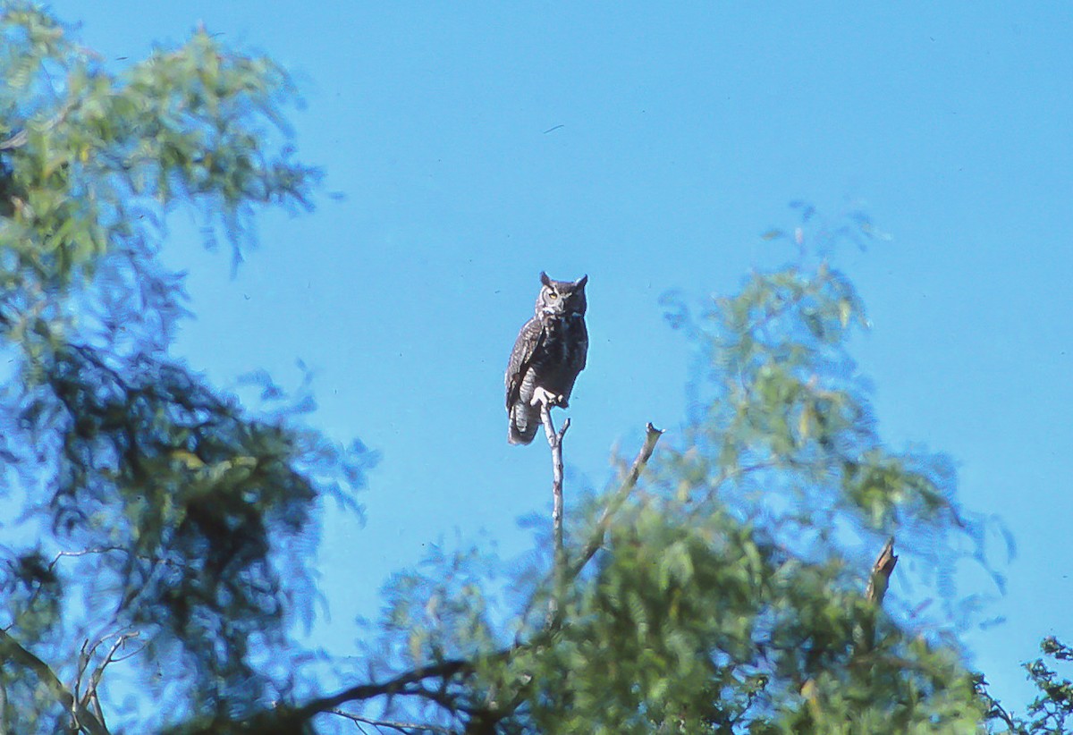 Great Horned Owl - ML55706241
