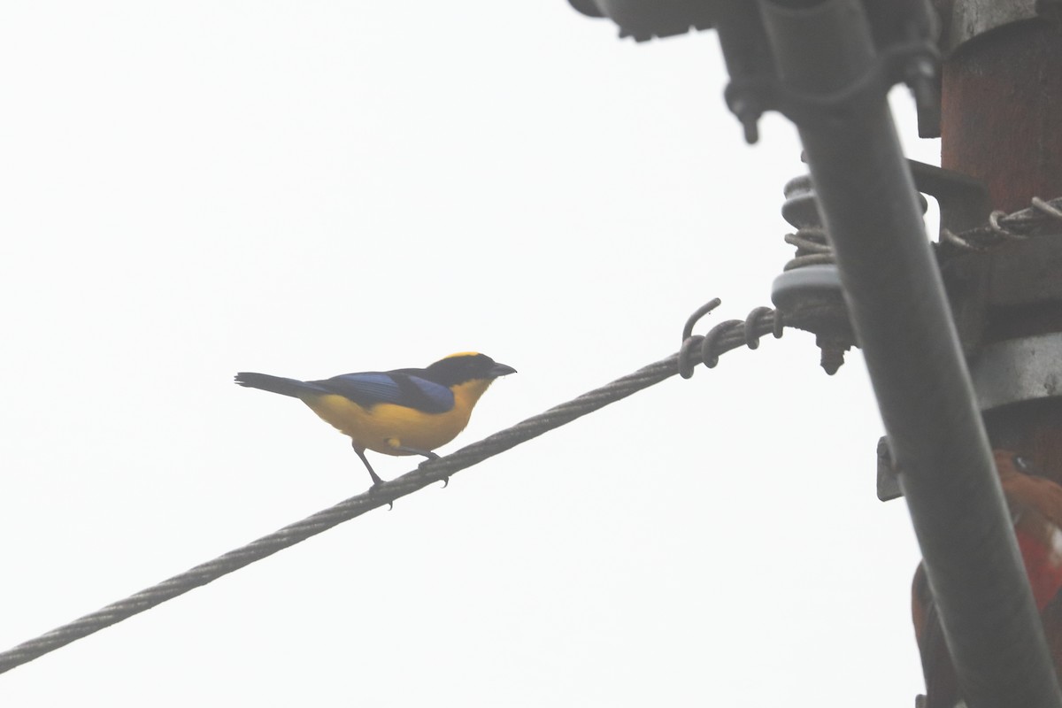 Blue-winged Mountain Tanager - ML557067651