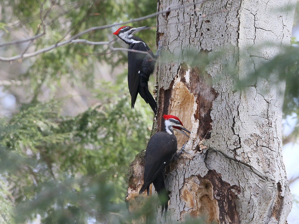 Pileated Woodpecker - ML557067681