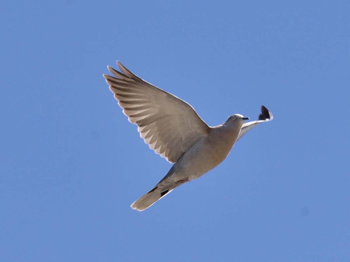 Eurasian Collared-Dove - ML557070151