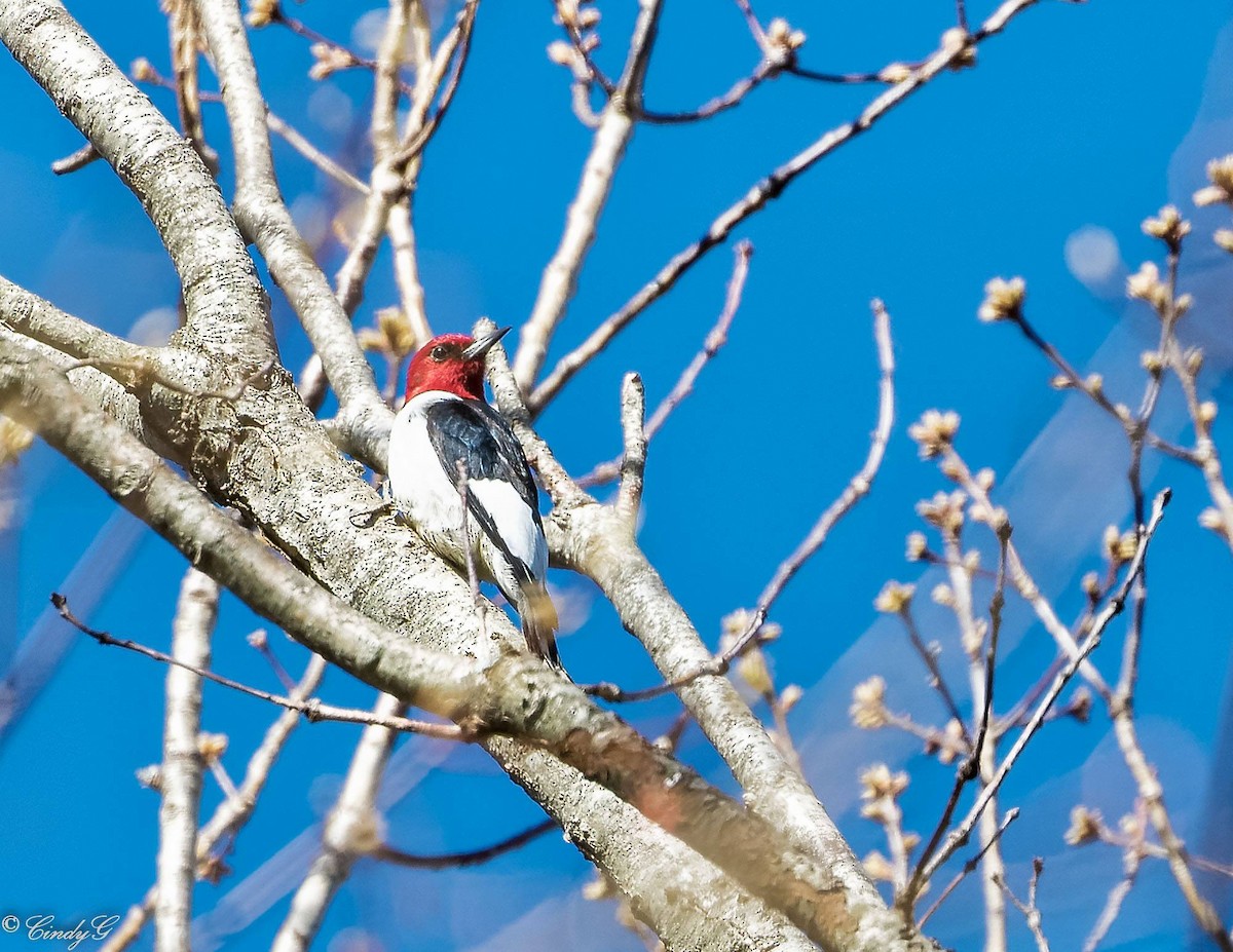 Red-headed Woodpecker - Cindy Goldman
