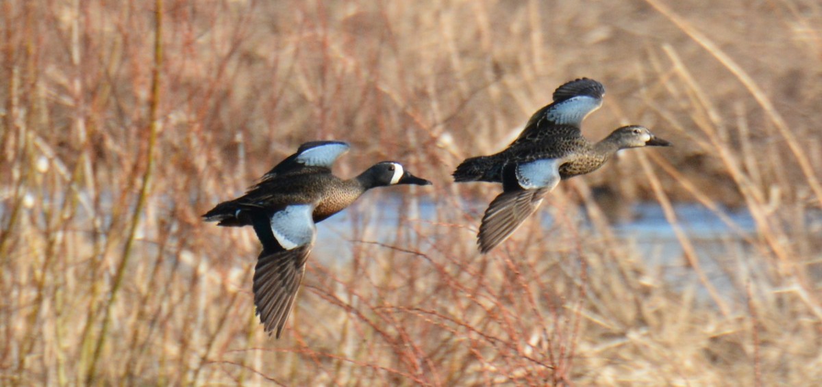 Blue-winged Teal - ML557071581