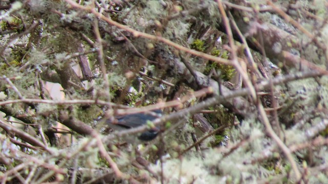 Black-throated Blue Warbler - ML557071621