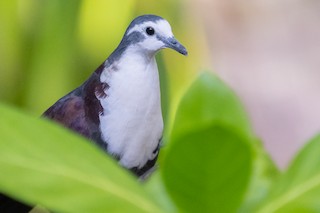 Polynesian Ground Dove, ML557071731