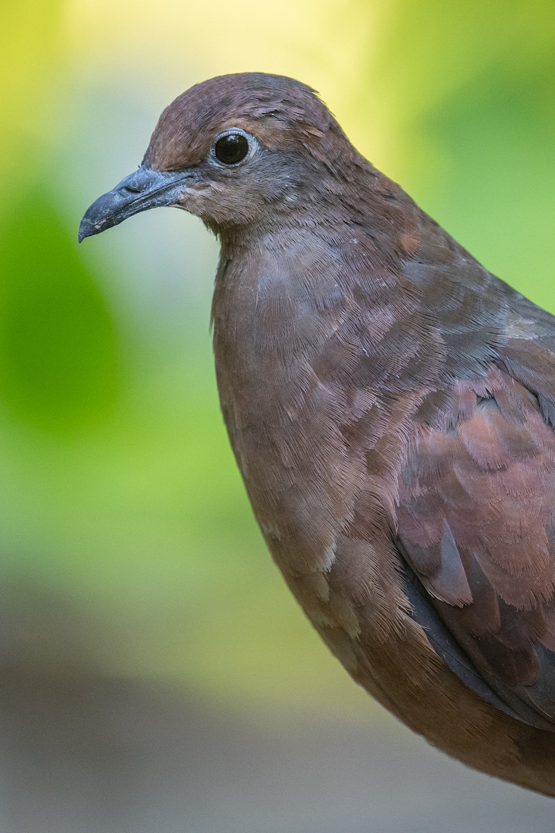 Polynesian Ground Dove - ML557071761