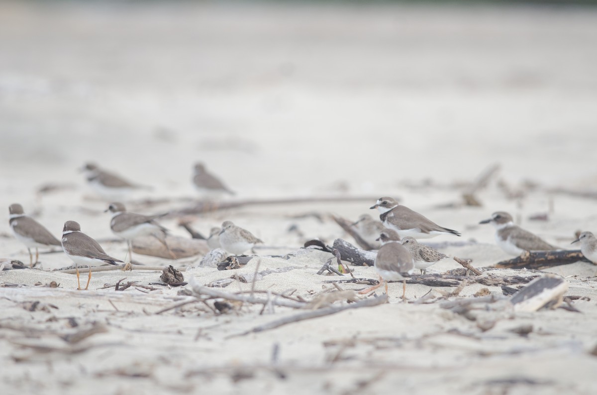 Semipalmated Plover - ML557074251
