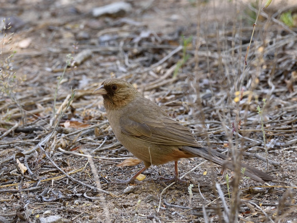 Abert's Towhee - Bente Torvund