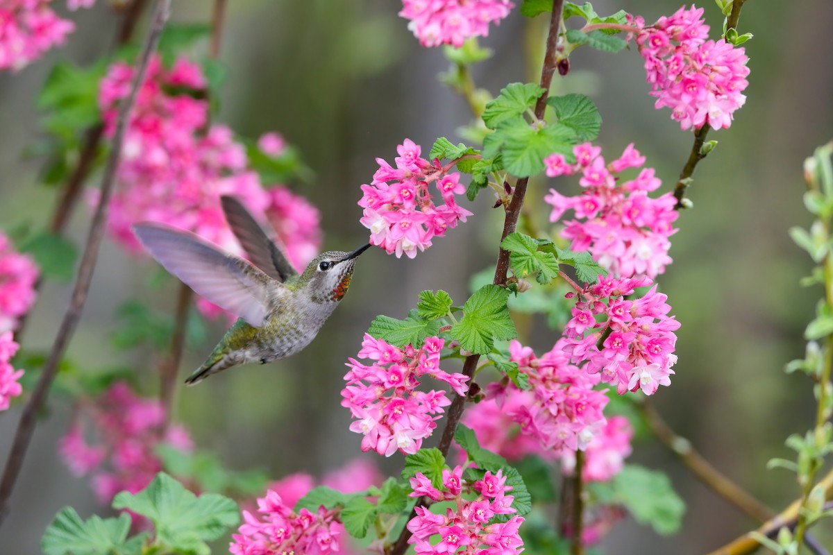 Anna's Hummingbird - ML557076791