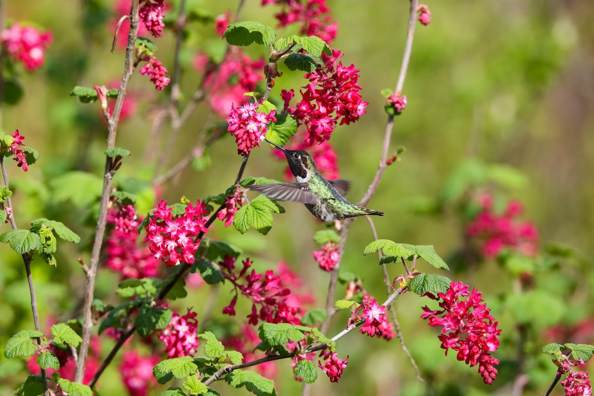 Anna's Hummingbird - Scott Carpenter