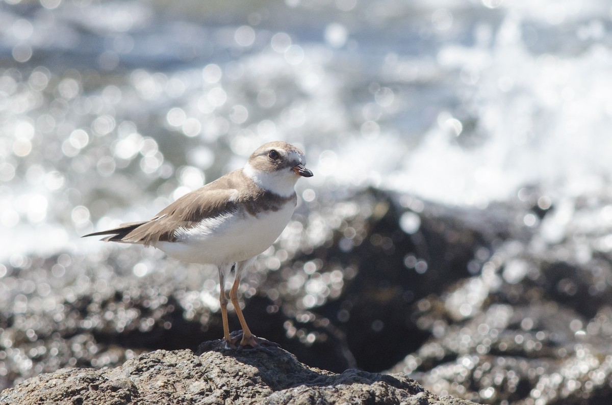 Semipalmated Plover - ML557077151