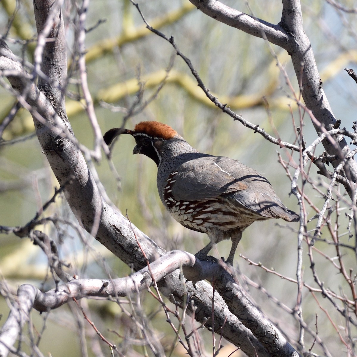 Gambel's Quail - ML557078341