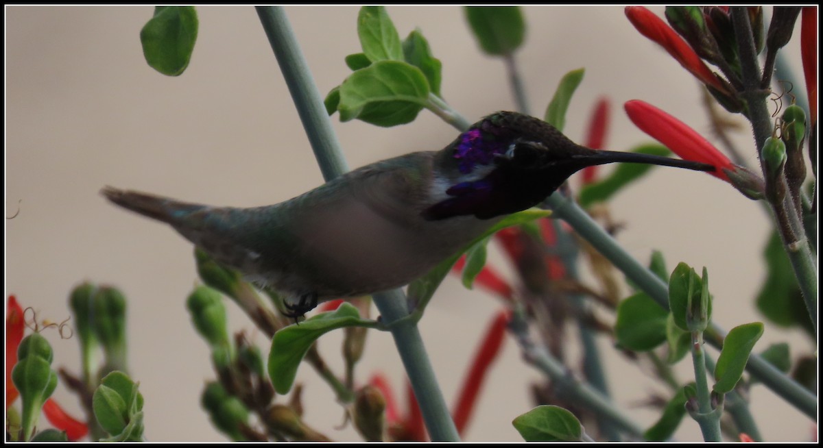 Costa's Hummingbird - ML557082501