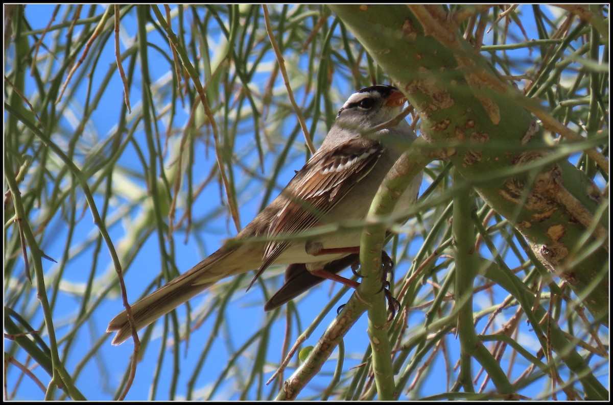 White-crowned Sparrow - ML557082551