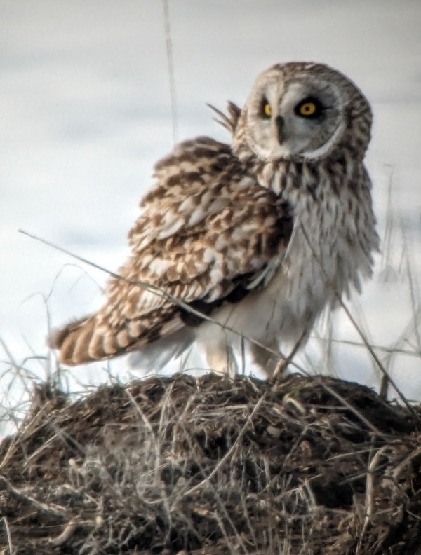 Short-eared Owl - ML557083841