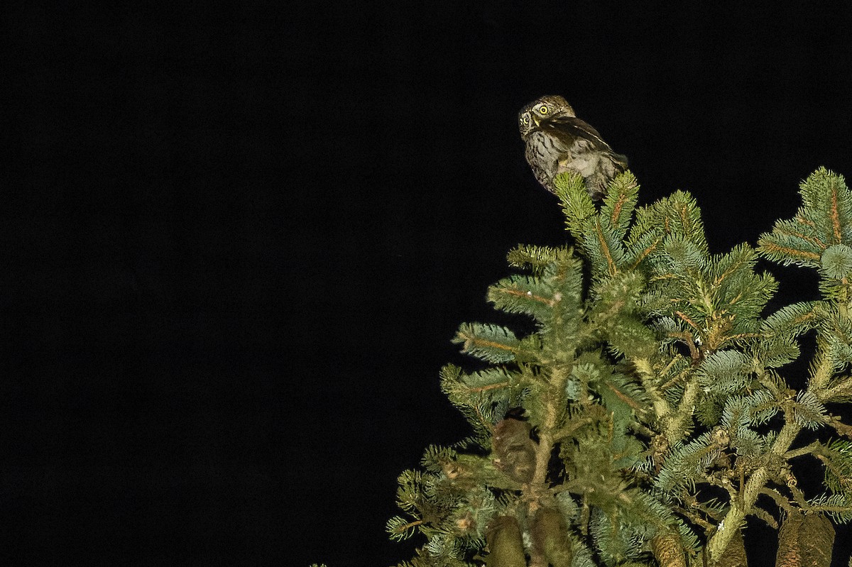 Eurasian Pygmy-Owl - ML557084481