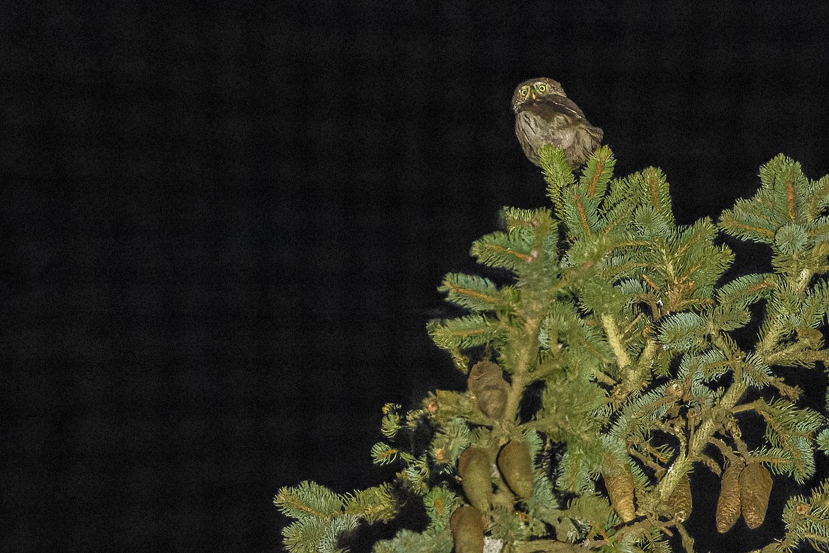 Eurasian Pygmy-Owl - ML557084491