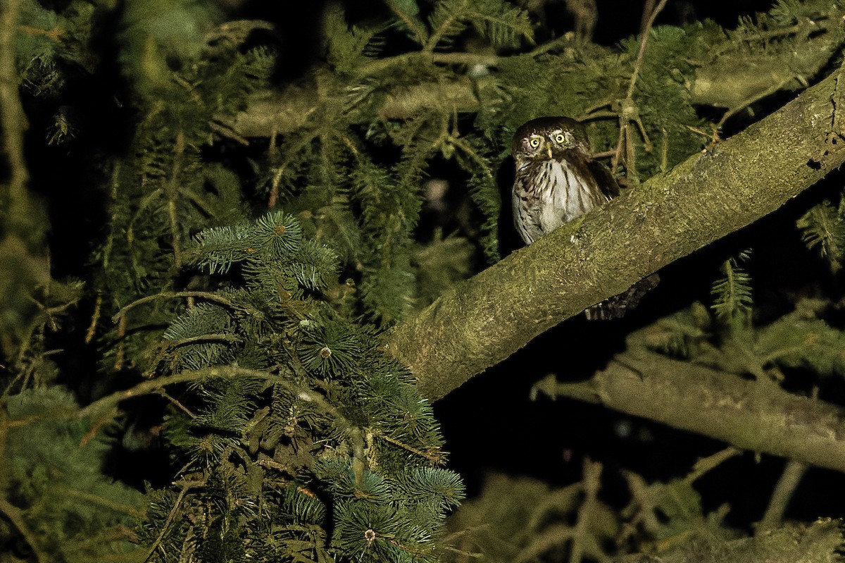 Eurasian Pygmy-Owl - ML557084501
