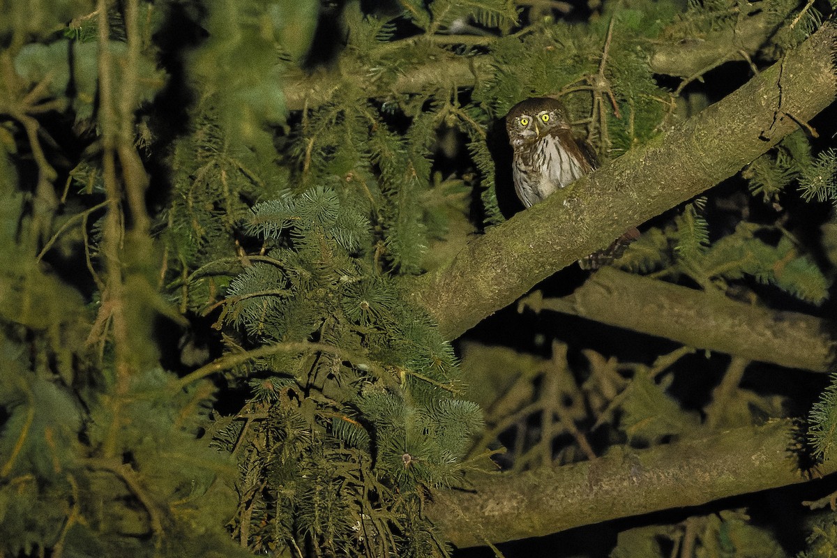 Eurasian Pygmy-Owl - ML557084531