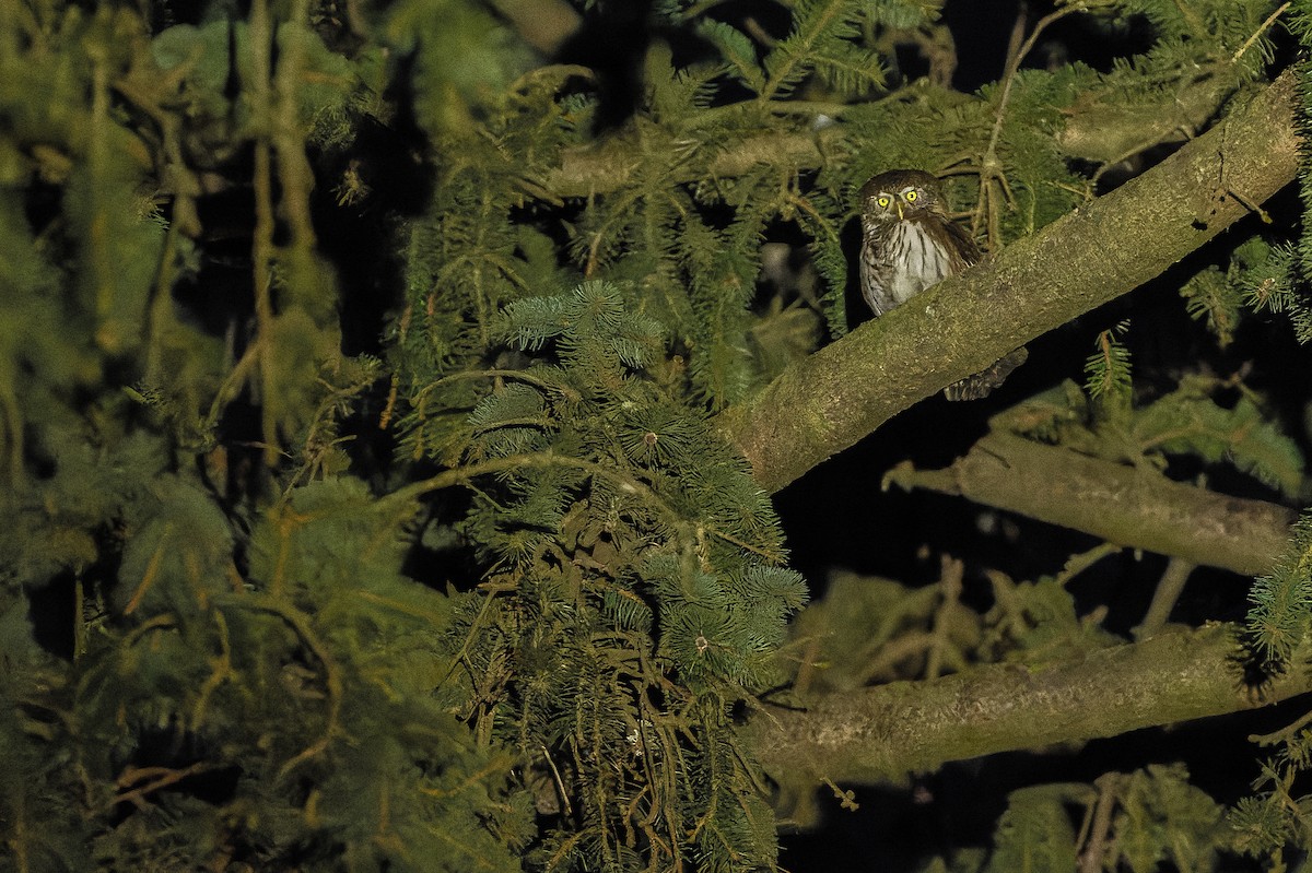 Eurasian Pygmy-Owl - ML557084541