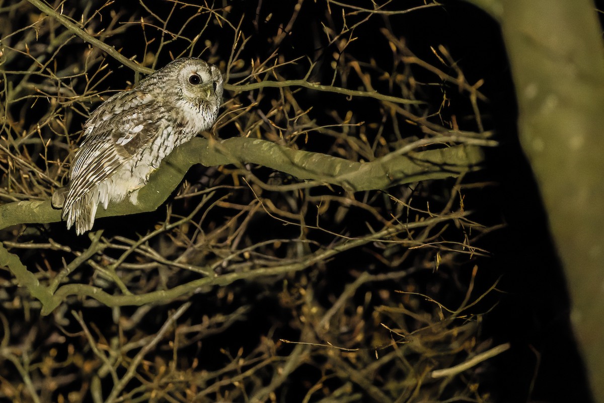 Tawny Owl - Joachim Bertrands