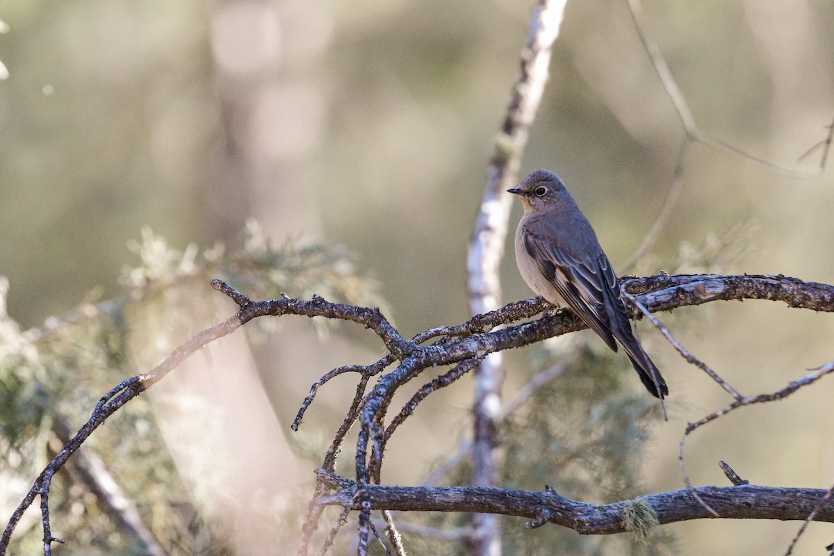Townsend's Solitaire - ML557085041