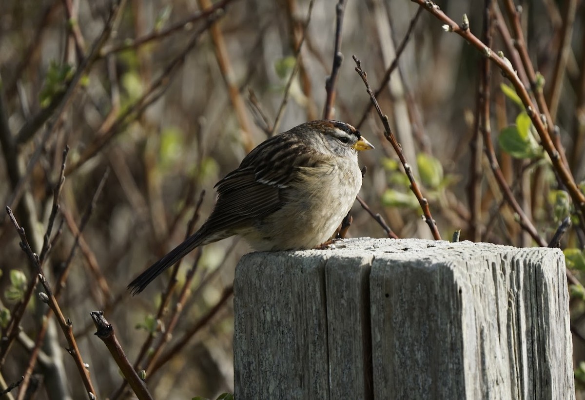 White-crowned Sparrow - ML557085561