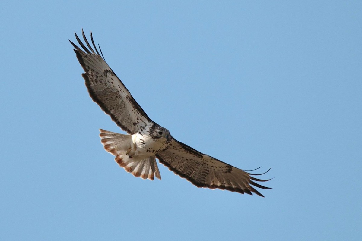 Red-tailed Hawk (Harlan's) - ML557088591