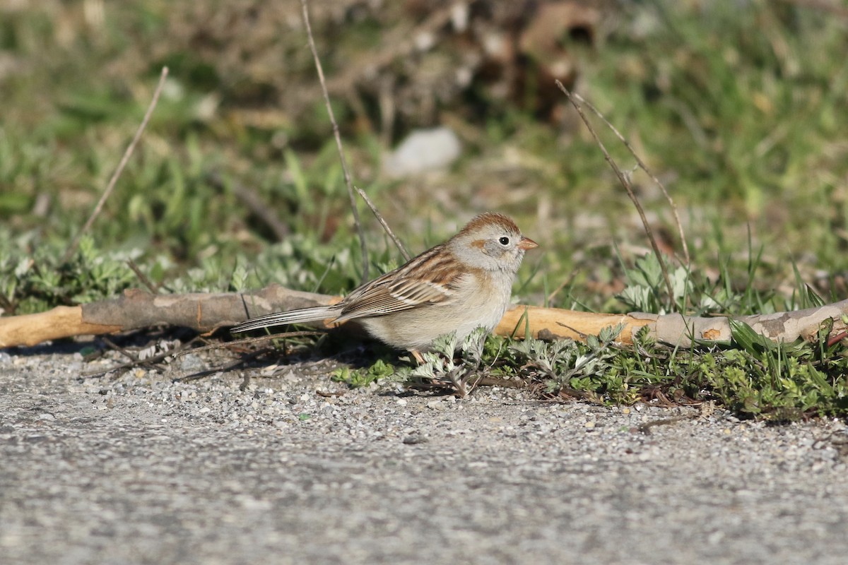 Field Sparrow - ML557090551