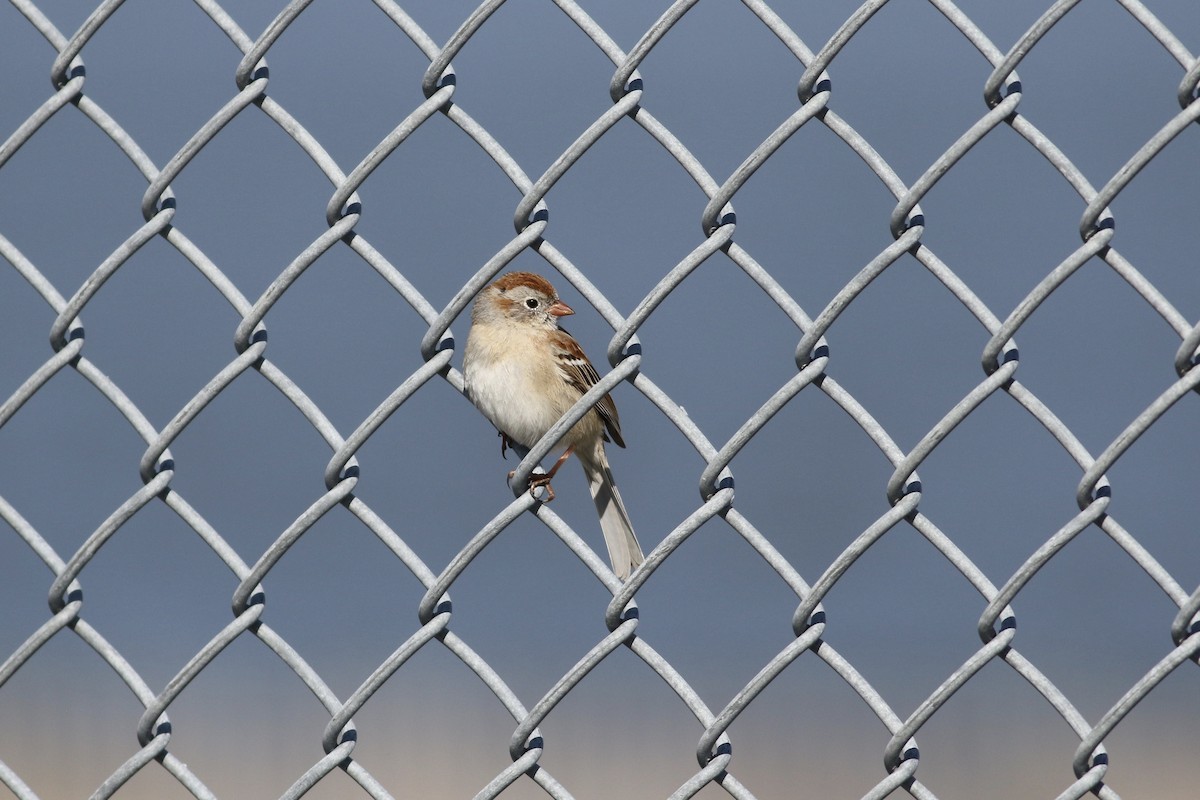 Field Sparrow - ML557090561