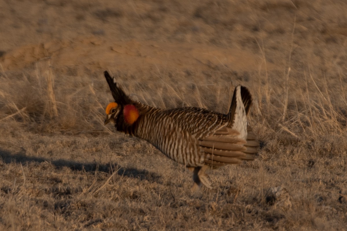 Greater x Lesser Prairie-Chicken (hybrid) - ML557092581