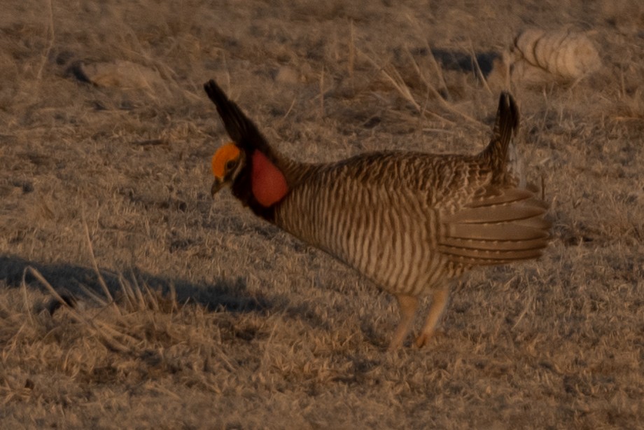 Greater x Lesser Prairie-Chicken (hybrid) - ML557092631