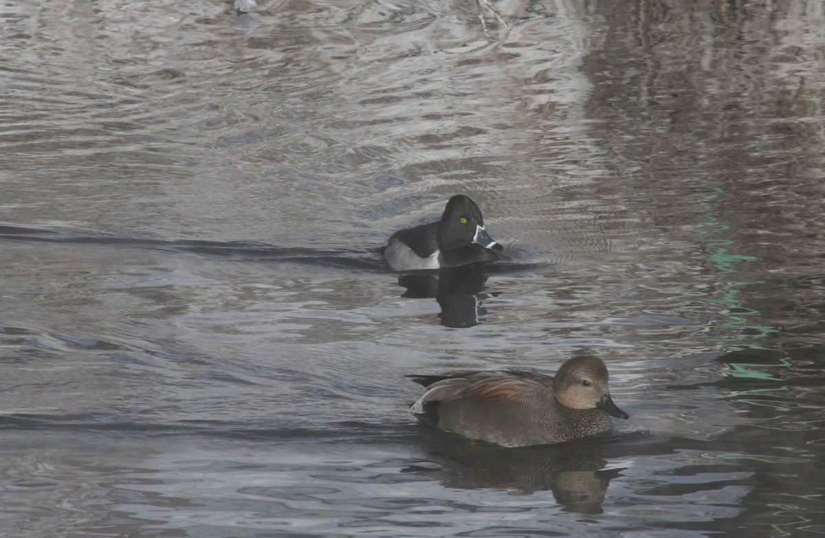 Ring-necked Duck - Cole Wolf