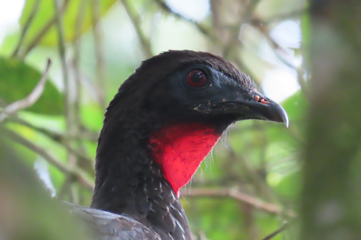 Crested Guan - ML557096781