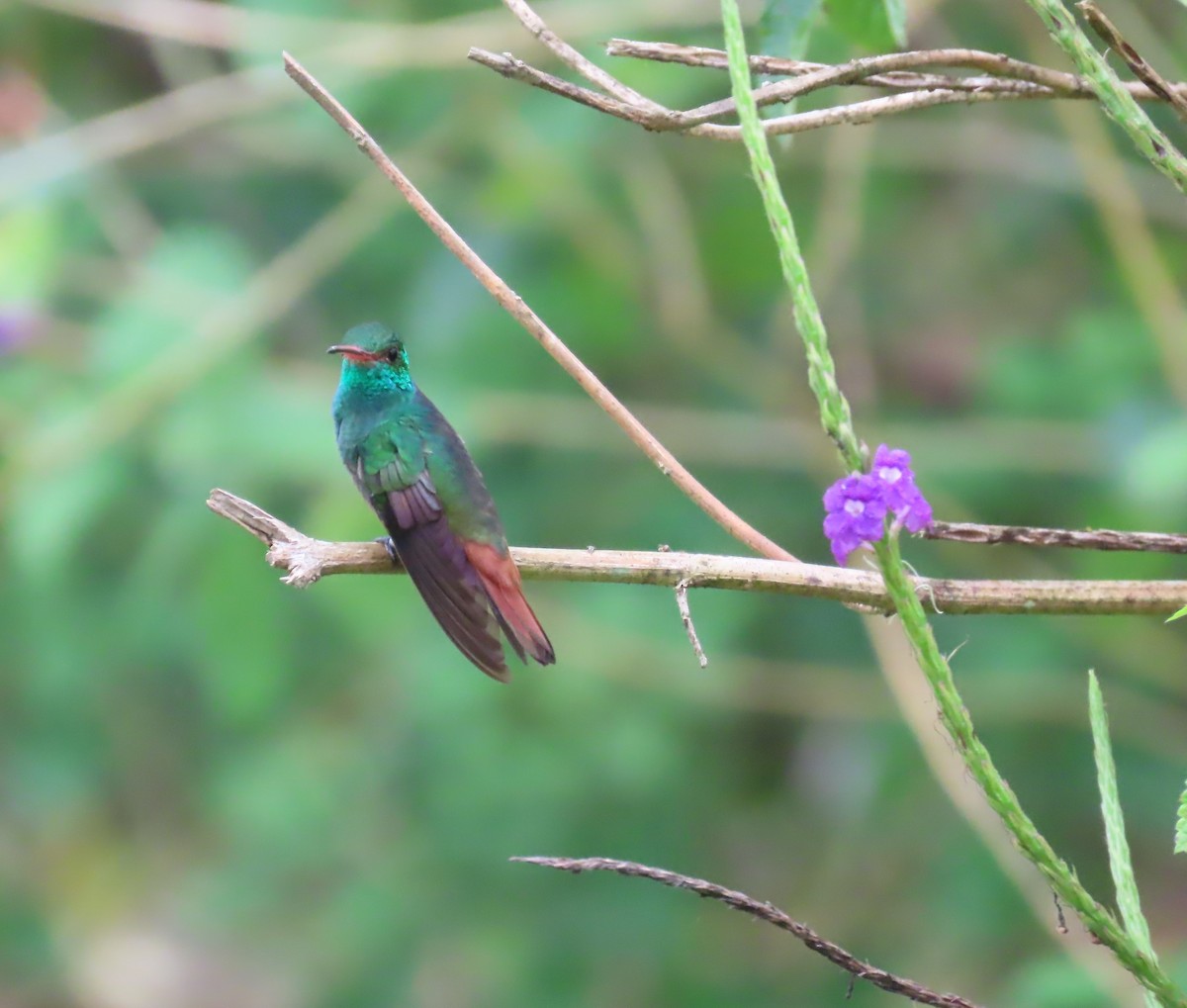 Rufous-tailed Hummingbird - ML557096871