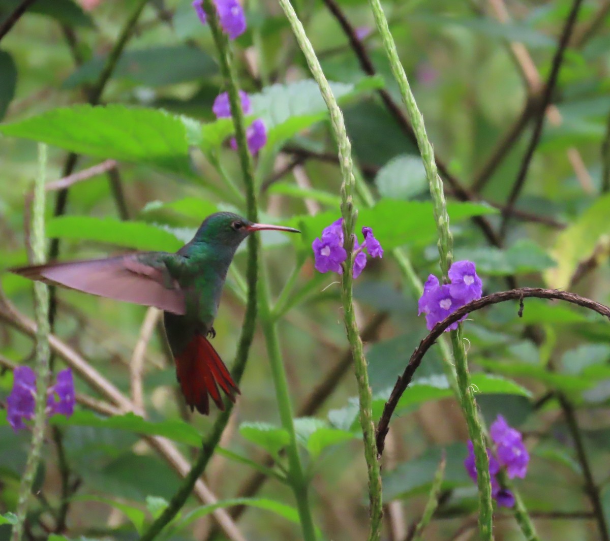 Rufous-tailed Hummingbird - ML557096891