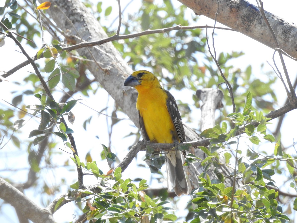 Yellow Grosbeak (Guatemalan) - ML557097061