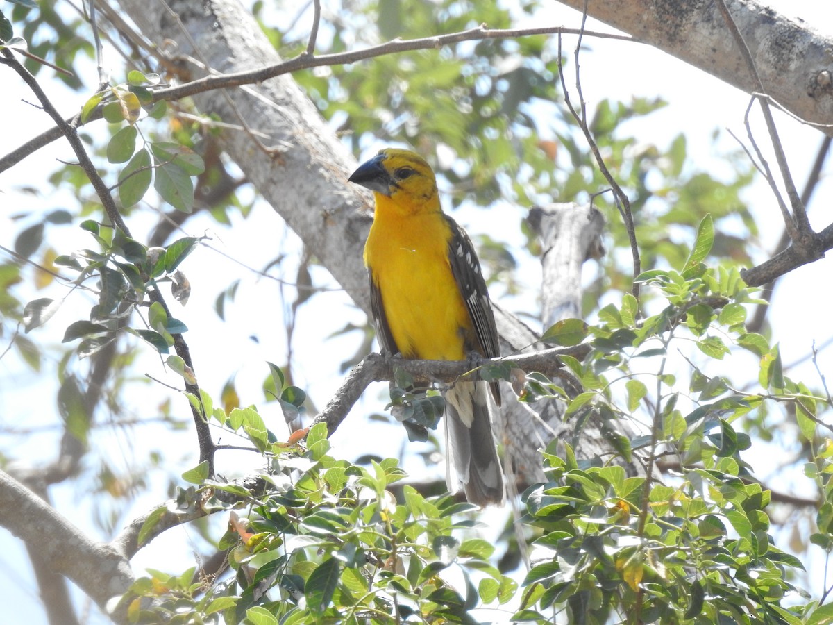 Yellow Grosbeak (Guatemalan) - ML557097071