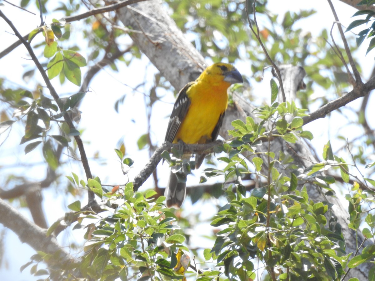 Yellow Grosbeak (Guatemalan) - ML557097081