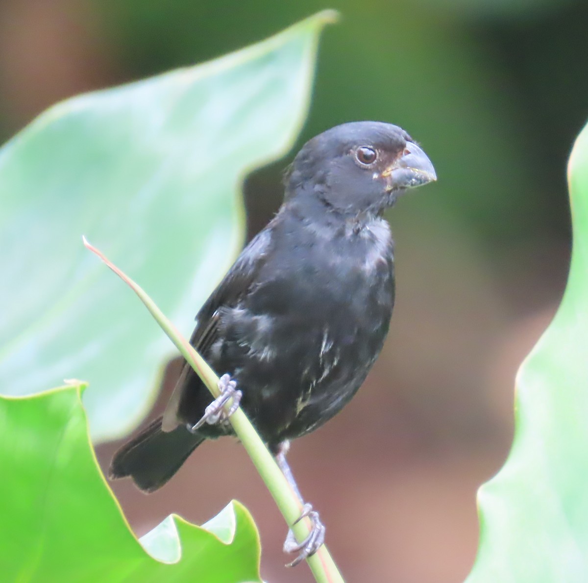 Variable Seedeater - ML557098121