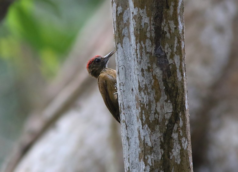 Smoky-brown Woodpecker - ML55710131