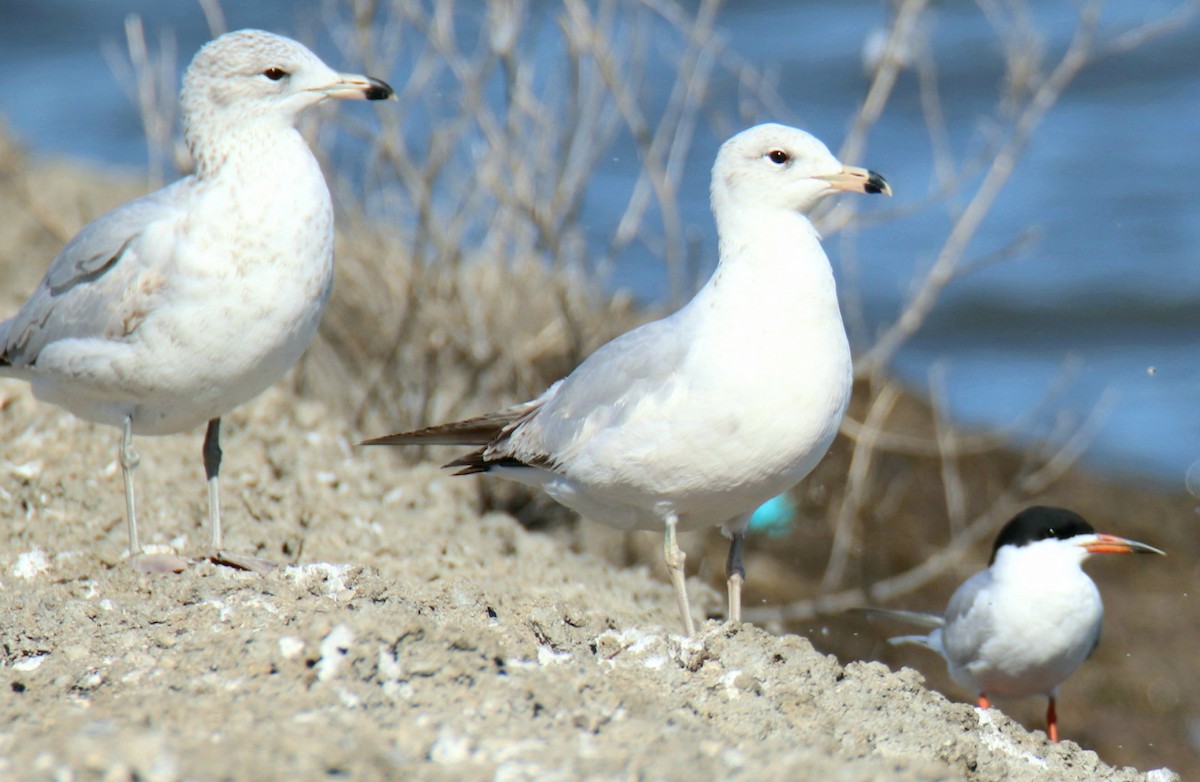 eBird Checklist - 12 Apr 2023 - Lake Decatur--Marina breakwater - 2 species