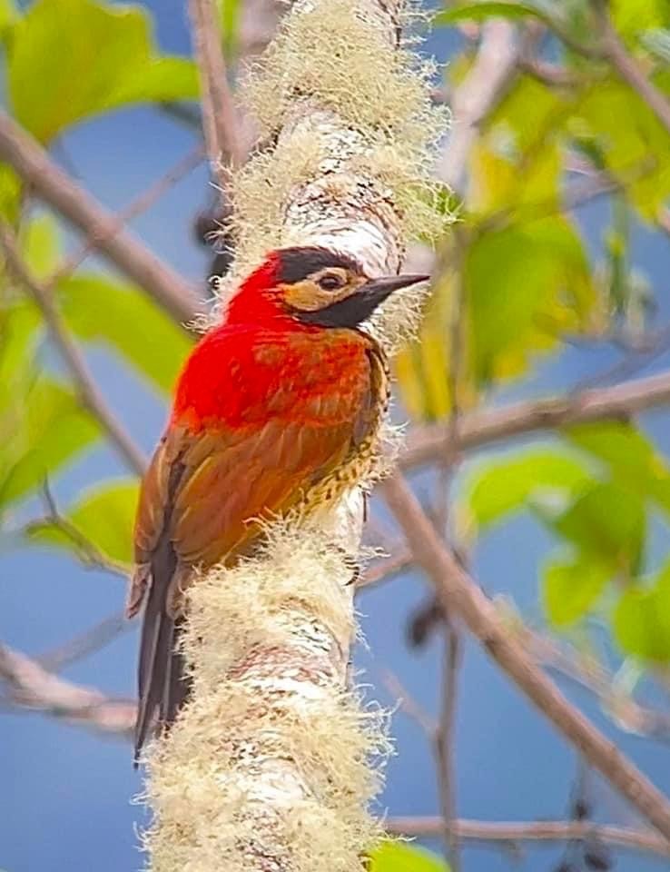 Crimson-mantled Woodpecker - ML557105081