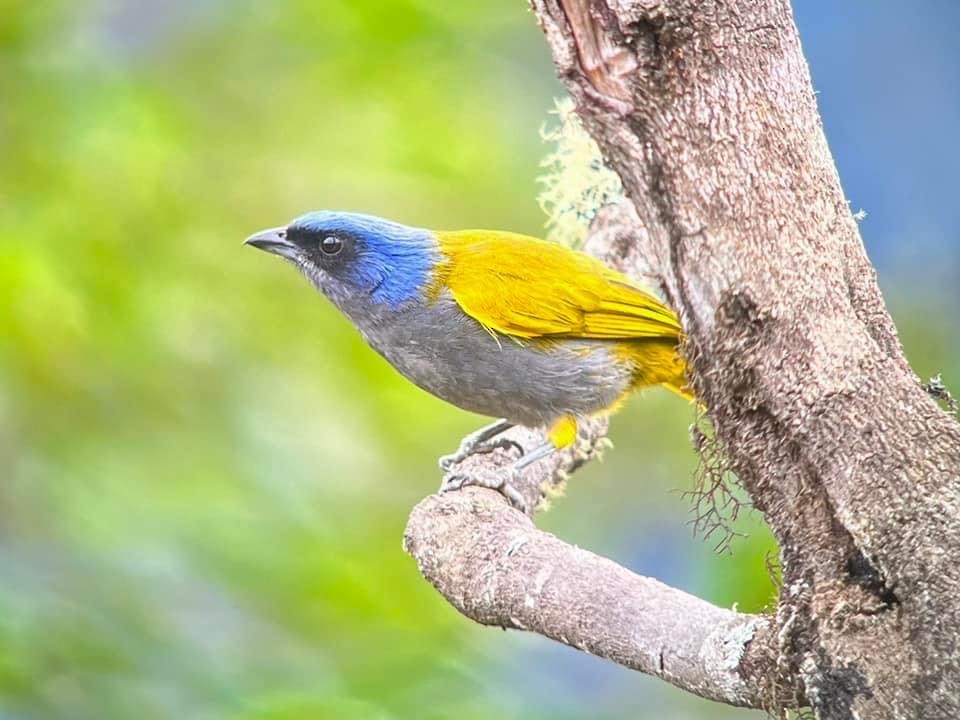 Blue-and-yellow Tanager - ML557105651