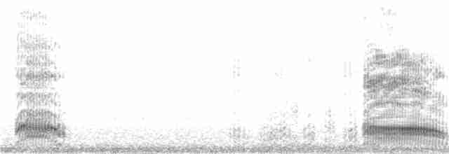 Silberkopfmöwe (novaehollandiae/forsteri) - ML55710851