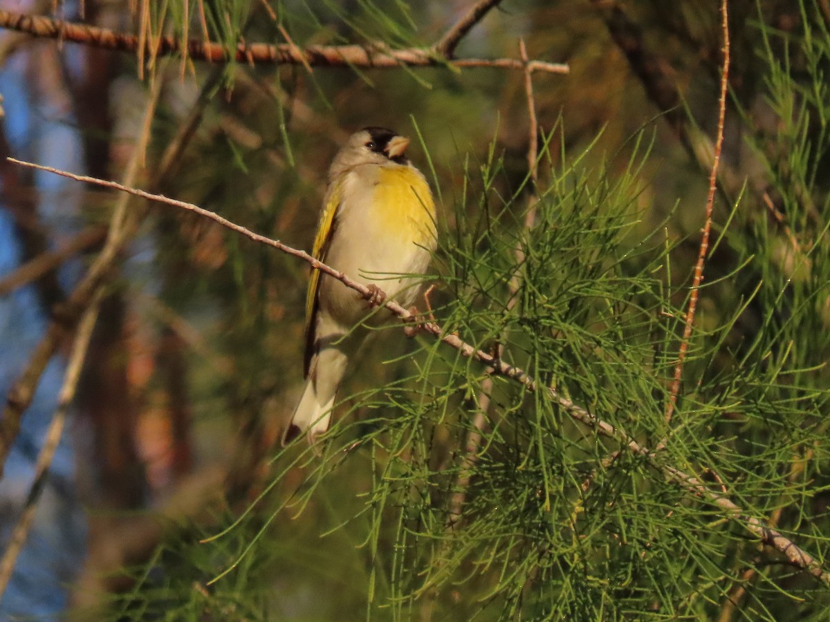 Lawrence's Goldfinch - ML557110921
